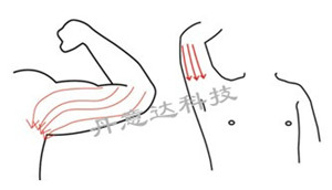 纤体总管:爆脂仪:美体仪器:减肥仪器:减肥设备